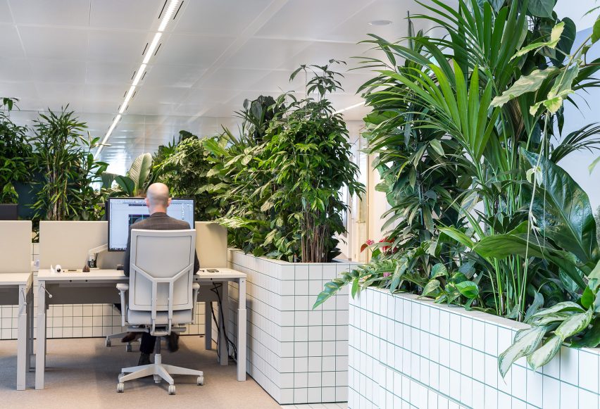 Gợi ý cây trồng khi thiết kế cây xanh trong văn phòng